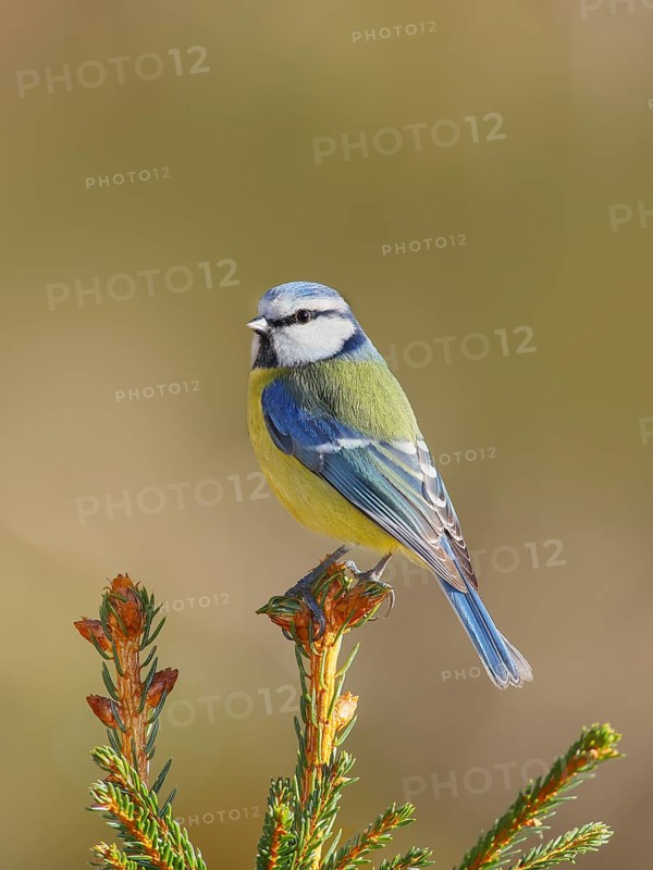 Blue tit (Parus caeruleus) sitting on a spruce top, Wildlife, Animals, Birds, Tit, Siegerland, North Rhine-Westphalia, Germany