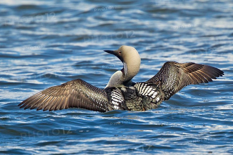 Black-throated Loon (Gavia arctica), Lake Hovsgol, Mongolia