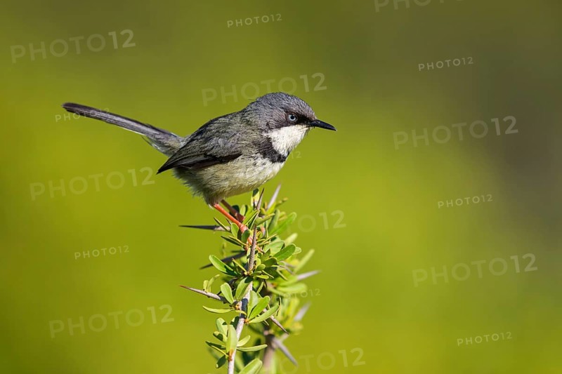 Collared Apalis, (Apalis thoracica), Bar-throated Apalis, Apalis à collier, Apalis acollarado, Addo Elephant National Park, Addo, Western Cape, South Africa