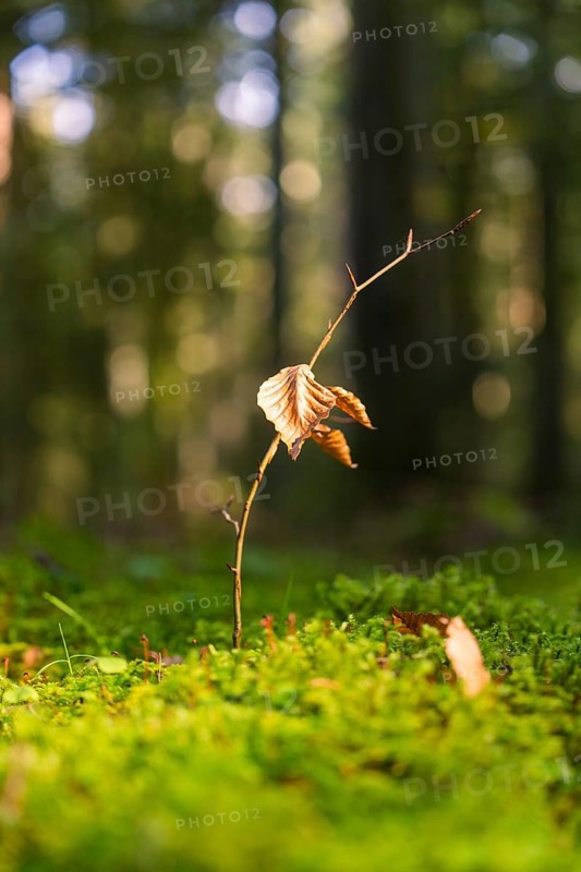 A small young plant with brown leaves from mossy soil, district of Calw, Black Forest, Germany