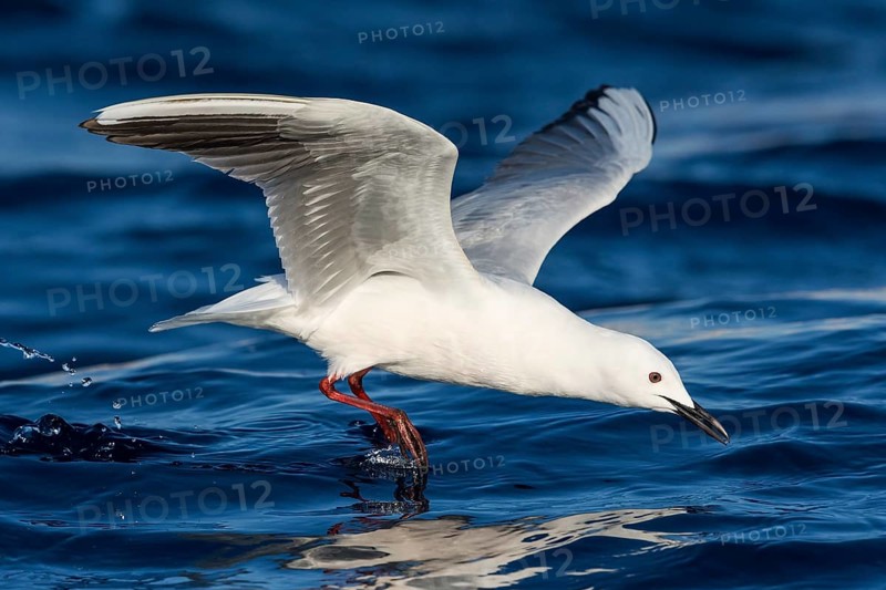 Slender-billed Gull (Chroicocephalus genei) flying, Eilat, Israel