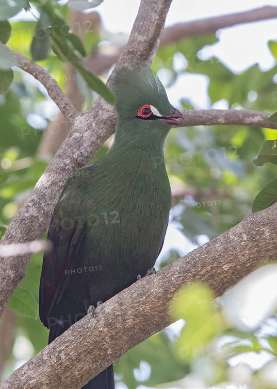 Guinea Turaco (Tauraco persa), Gambia