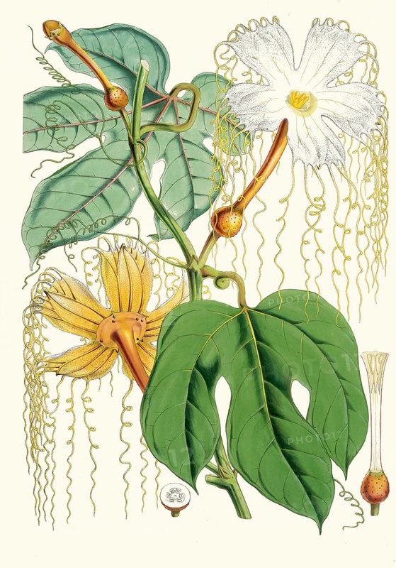 Hodgsonia heteroclita, Chinese lard seed, perennial climbing plant (liana) from the gourd family (Cucurbitaceae)