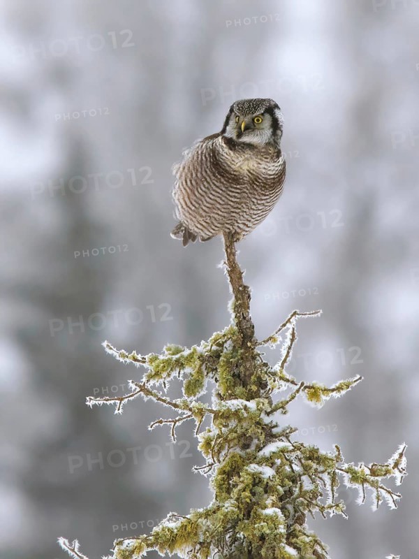Northern Hawk Owl, Surnia ulula, perched at Montreal Lake, Saskatchewan, Canada