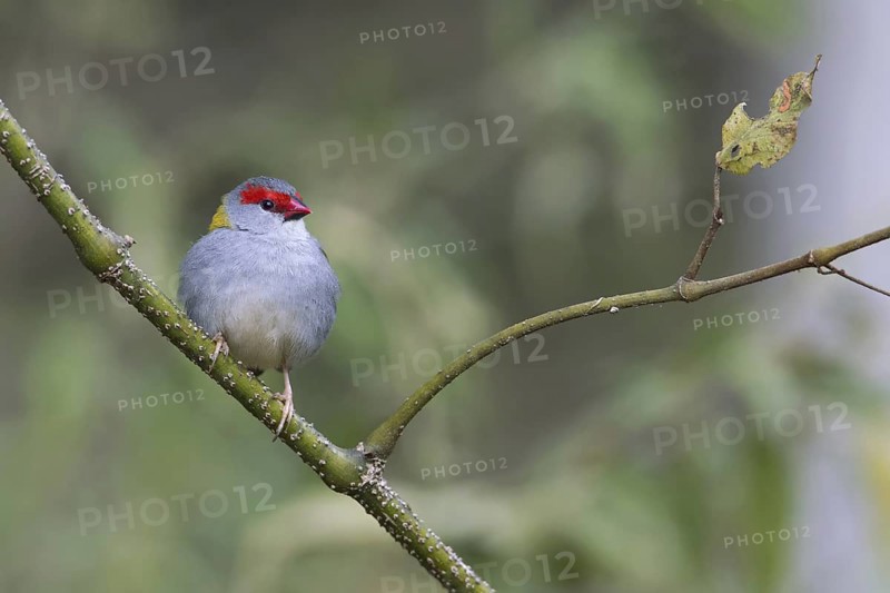 Red-browed Finch (Neochmia temporalis), Queensland, Australia