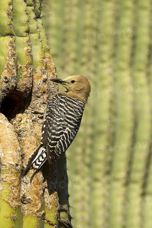 Gila Woodpecker Melanerpes uropygialis Tucson, Pima County, Arizona, United States 11 May Adult Female at nest in Saguaro cactus (Carnegiea gigantea). Note pollen on head from Saguaro flowers. Picidae