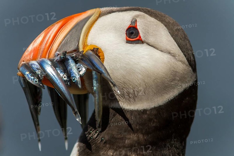 Frailecillo atlantico / Atlantic Puffin (Fratercula artica)