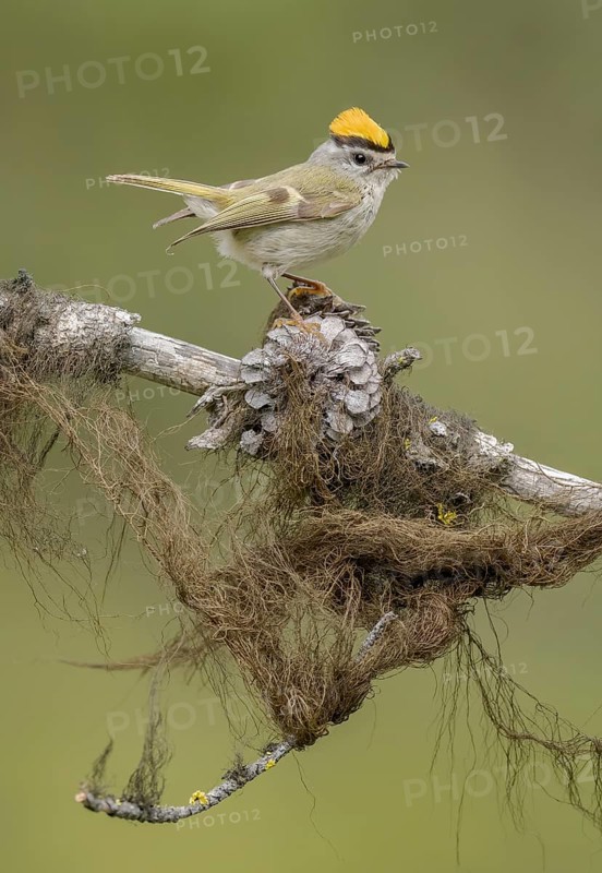Golden-crowned Kinglet (Regulus satrapa) male perched on lichen covered branch, British Columbia, Canada