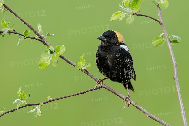 Bobolink (Dolichonyx oryzivorus) perched on a branch in Ontario, Canada