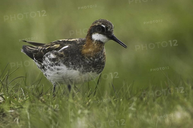 Red-necked Phalarope (Phalaropus lobatus), Iceland