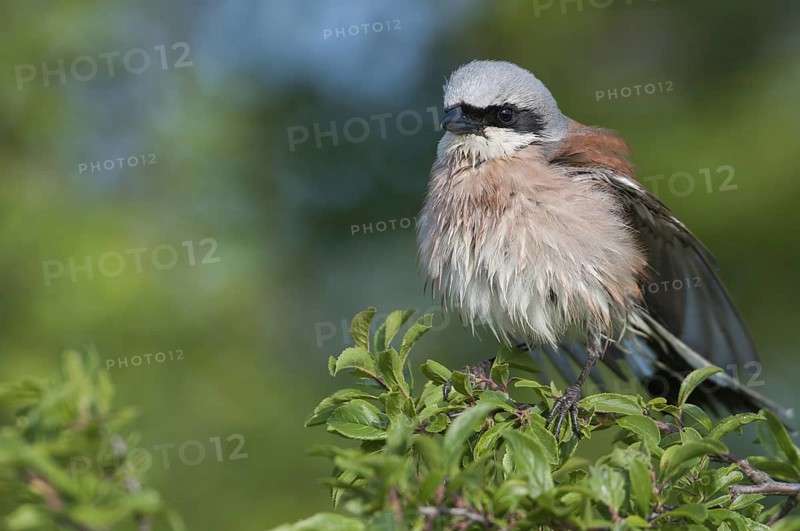 Red-backed Shrike (Lanius collurio) male, Thuringia, Germany