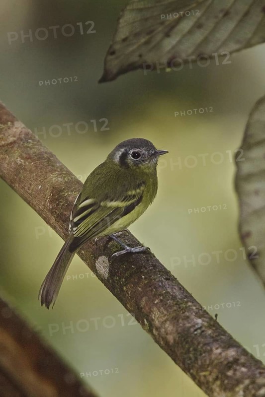 Marble-faced Bristle Tyrant (Pogonotriccus ophthalmicus), Ecuador