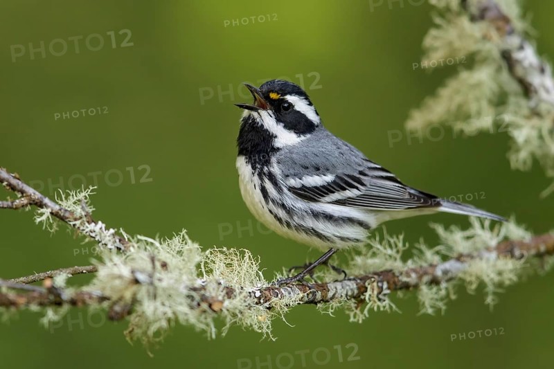 Black-throated Gray Warbler (Dendroica nigrescens) perched on a branch in British Colombia, Canada