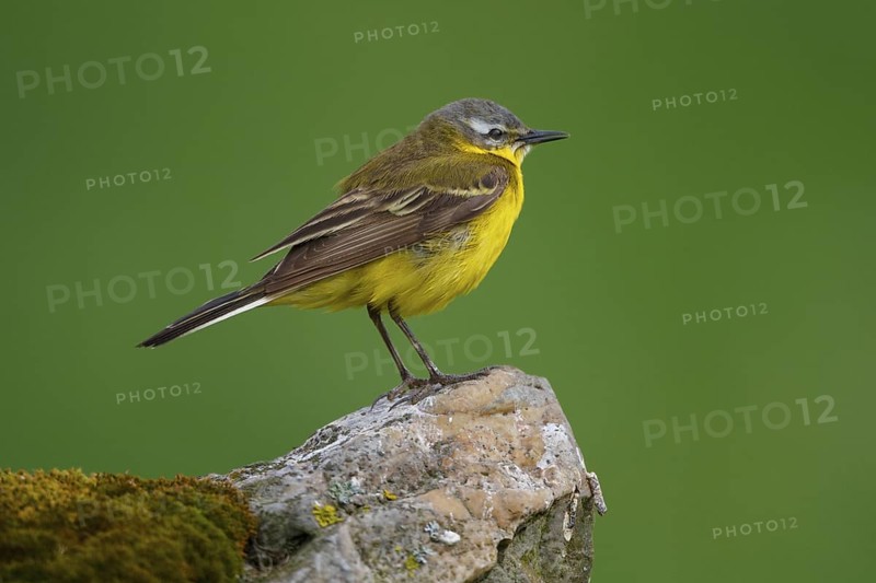 Western Yellow Wagtail (Motacilla flava), North Rhine-Westphalia, Germany