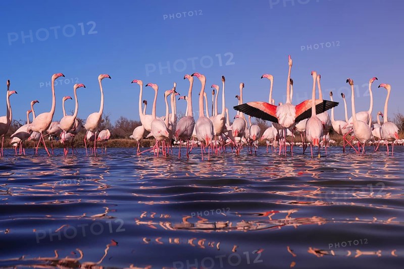 A vivid scene capturing pink flamingos engaged in a nuptial display at sunset in the wetlands of French Camargue, highlighting natural behavior and biodiversity