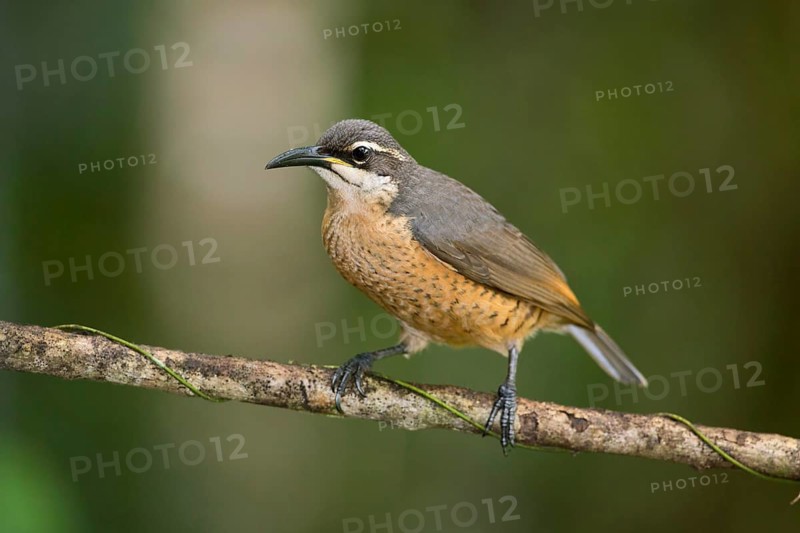 Victoria's Riflebird (Ptiloris victoriae) female, Queensland, Australia