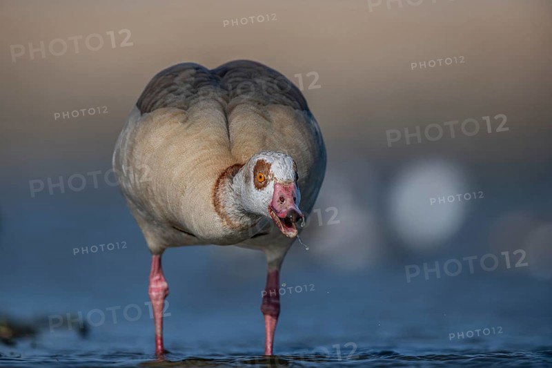 Egyptian Goose (Alopochen aegyptiaca), Schleswig-Holstein, Germany
