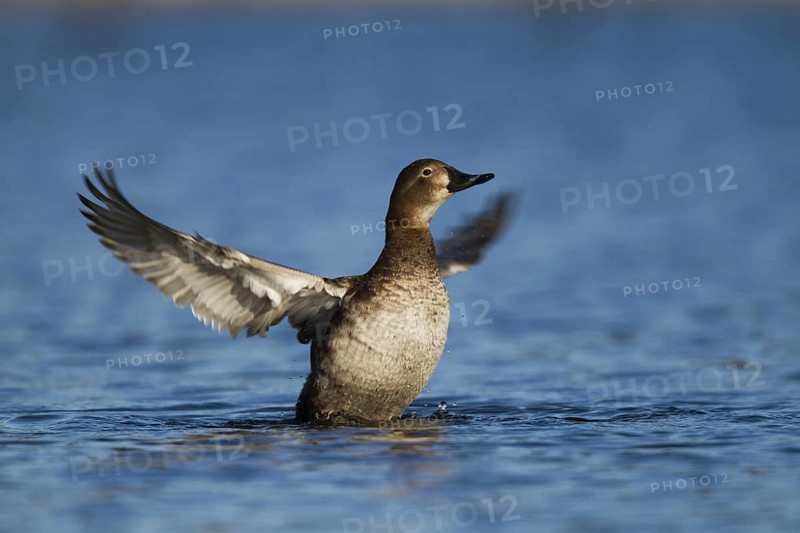 Common Pochard (Aythya ferina) female, Bavaria, Germany