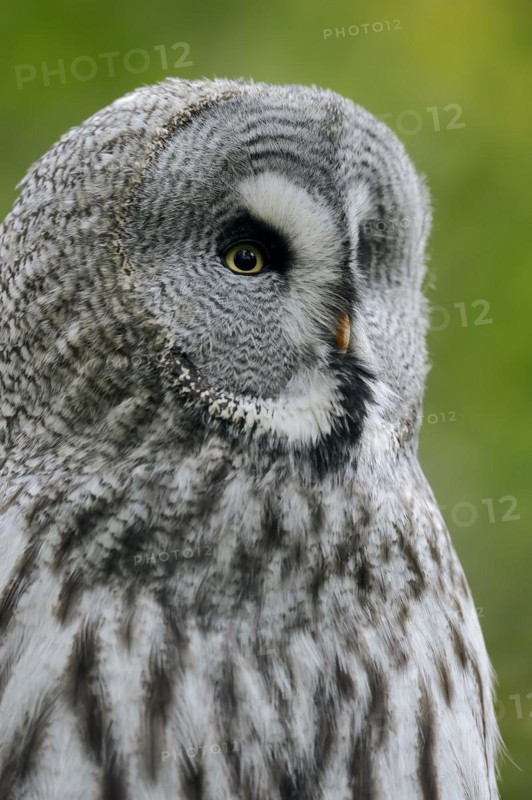 Great grey owl (Strix nebulosa), portrait, captive, Lower Saxony, Germany