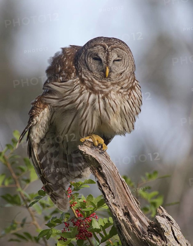 Barred Owl (Strix varia), Florida, USA