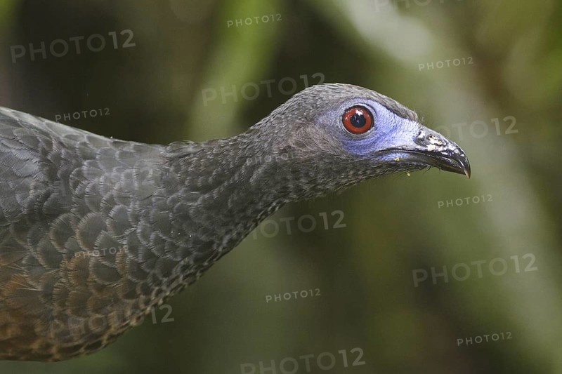 Sickle-winged Guan (Chamaepetes goudotii), Ecuador