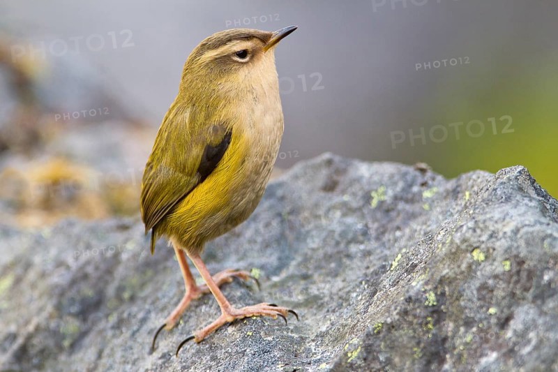 New Zealand Rockwren (Xenicus gilviventris) juvenile, South Island, New Zealand