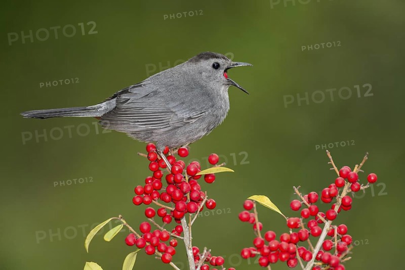 Grey Catbird (Dumetella carolinensis) feeding on red berries, Texas, USA