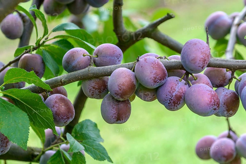Plum (Prunus domestica 'Anna Späth'), Merkel family, Germany