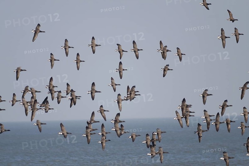 Brant Goose (Branta bernicla) flying, Schleswig-Holstein, Germany