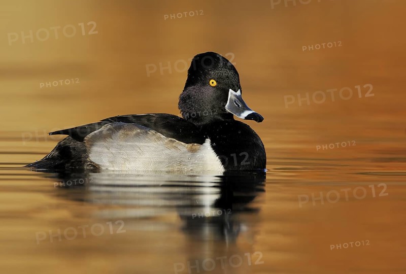 Ring-necked Duck Male (Aythya collaris) - Victoria BC, Canada