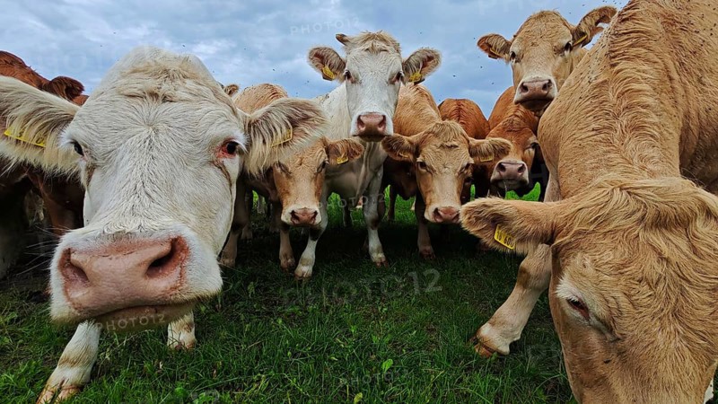 Cows (bos taurus) looking curiously into the camera on a green meadow, Franconian Forest nature park Park