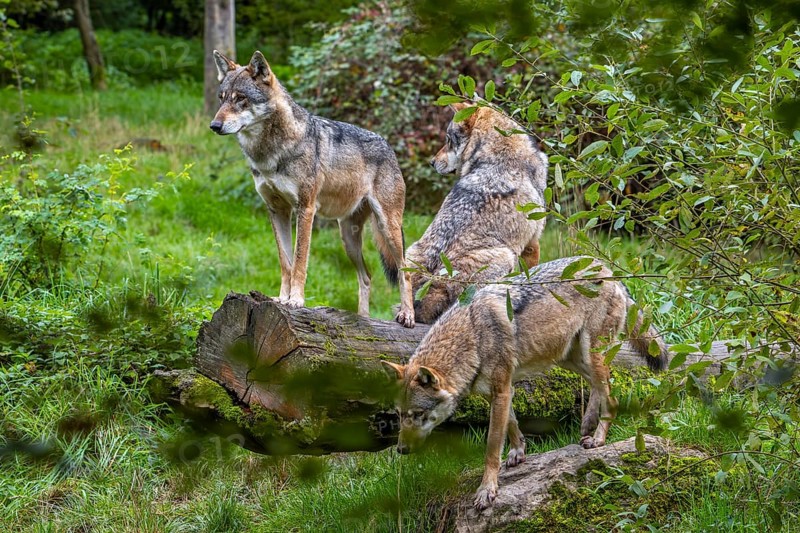 Wolf pack of three Eurasian wolves, European grey wolves (Canis lupus lupus) hunting in forest, woodland