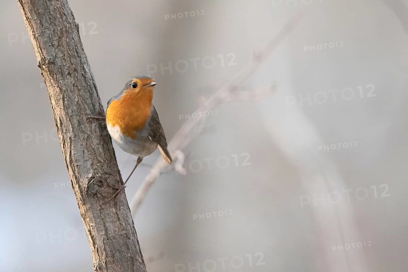 A robin leans against a tree trunk with a bright, blurred background, Germany