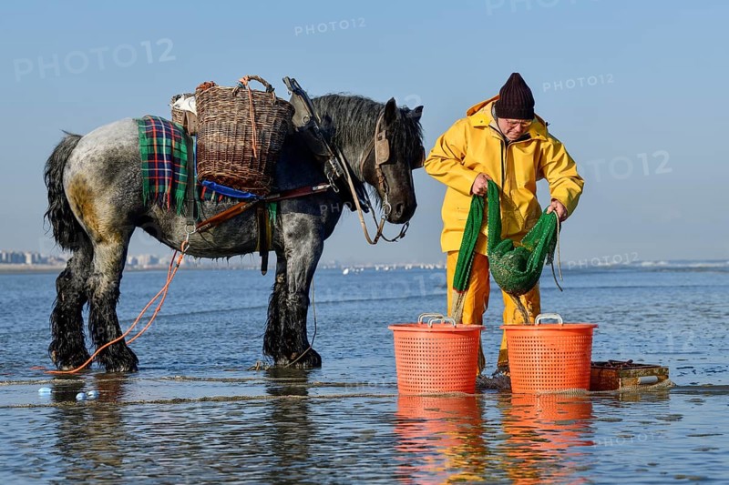 Horse fishermen at work, catching Brown shrimp (Crangon crangon), Koksijde, North Sea coast, province of West Flanders, Belgium
