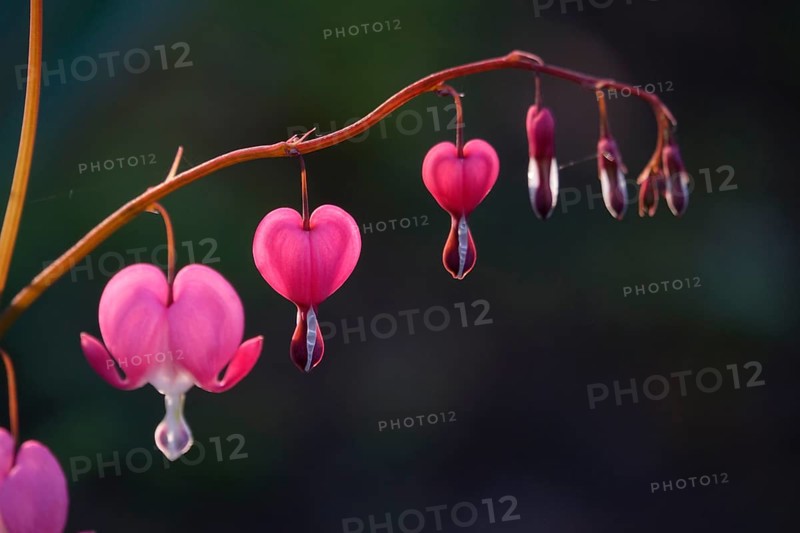 Tearing hearts, spring, Germany