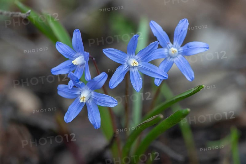 Blue star (Scilla bifolia), Rhineland-Palatinate, Germany