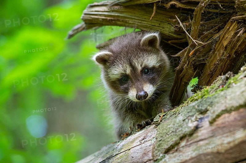 Young raccoon (Procyon lotor) on a discovery tour, Steinhagen, North Rhine-Westphalia, Germany