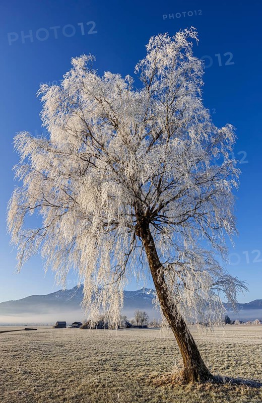Tree, birch, hoarfrost, fog, sunny, mountain landscape, winter, Loisach-Lake Kochel moor, view of Jochberg, Herzogstand, Heimgarten, Alpine foothills, Bavaria, Germany