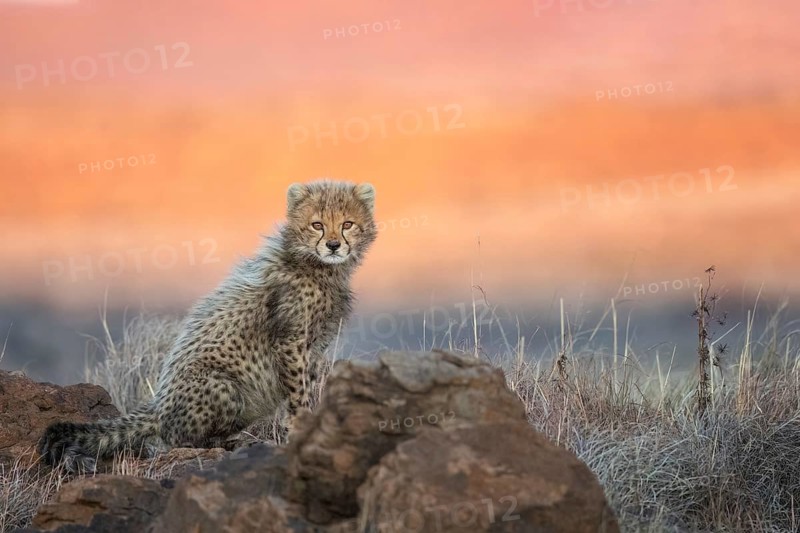 Cheetah (Acinonyx jubatus) lovely and cute cub close-up, Philippolis, South Africa