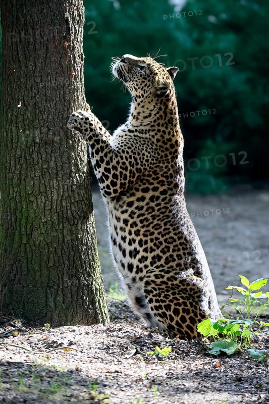 Sri Lanka Leopard (Panthera pardus kotiya), adult, tree trunk, sharpening claws, Sri Lanka
