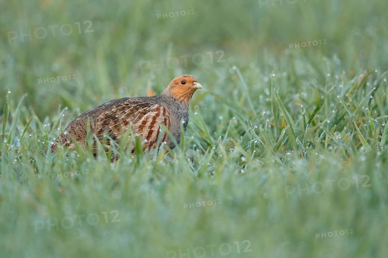 Grey Partridge (Perdix perdix) perched in field, North Rhine-Westphalia, Germany