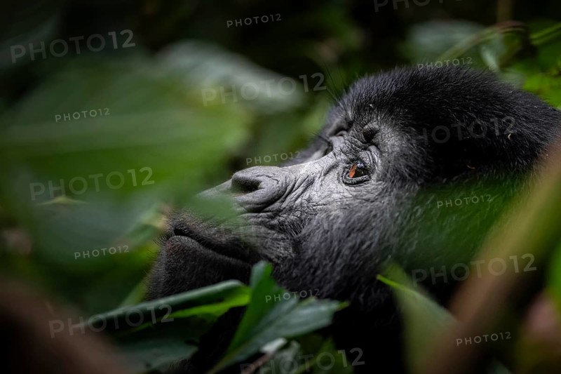 Mountain gorilla (Gorilla berengei berengei), Bwindi Impenetrable National Park, Uganda