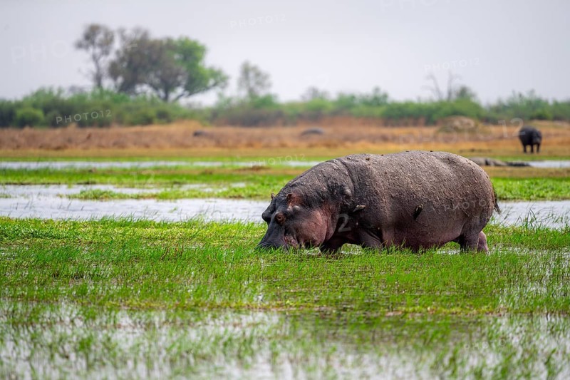 Hippopotamus (Hippopatamus amphibius), grazing in the shallow water of a lake, Okavango Delta, Moremi Game Reserve, Botswana