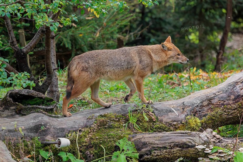 A golden jackal (Canis aureus) stands on a rotting tree lying on the ground between bushes and rocks at the edge of the forest