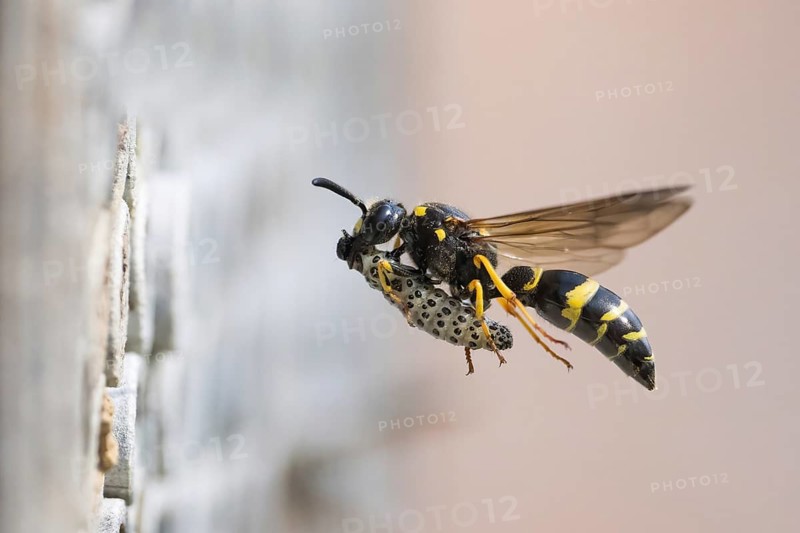 Large stem wasp (Symmorphus murarius), flying, transporting a leaf beetle larva (Chrysomelidae) into its nest tube, Hesse, Germany