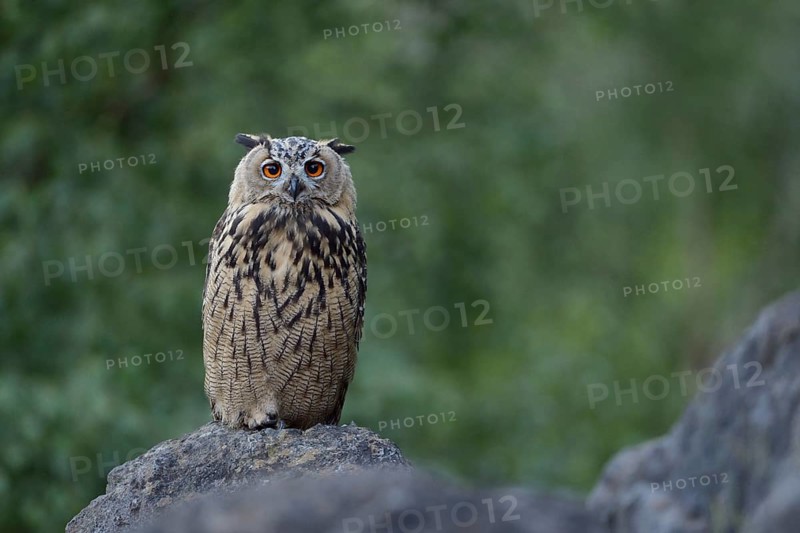 Eurasian Eagle-Owl (Bubo bubo) perched on a stone, North Rhine-Westphalia, Germany