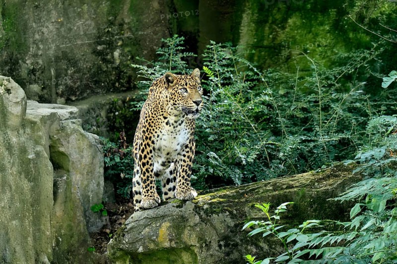 Sri Lanka Leopard (Panthera pardus kotiya), adult, stalking, running, alert, Sri Lanka