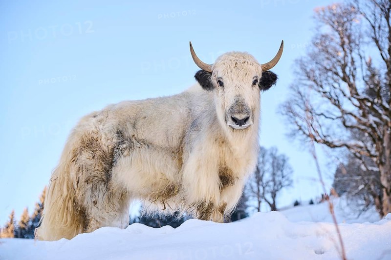 Domestic yak (Bos grunniens) on a snowy meadow in the mountains in tirol, Kitzbühel, Wildpark Aurach, Austria