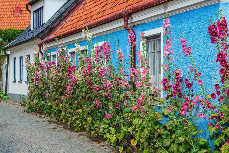 Hollyhocks (Alcea rosea) at a blue house in a small street in the idyllic downtown of Ystad, Scania, Sweden, Scania, Scandinavia