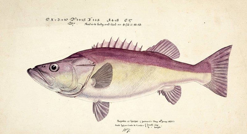 Hapuku, Hapuka or Whapuku, also known as groper, is a wreckfish of the family Polyprionidae, New Zealand wreckfish, Polyprion oxygeneios, groper, a wreckfish of the family Polyprionidae, fish, reproduction of an original, by Frank Edward Clarke (b. 1849, d. 1899), ichthyologist and scientific draughtsman
